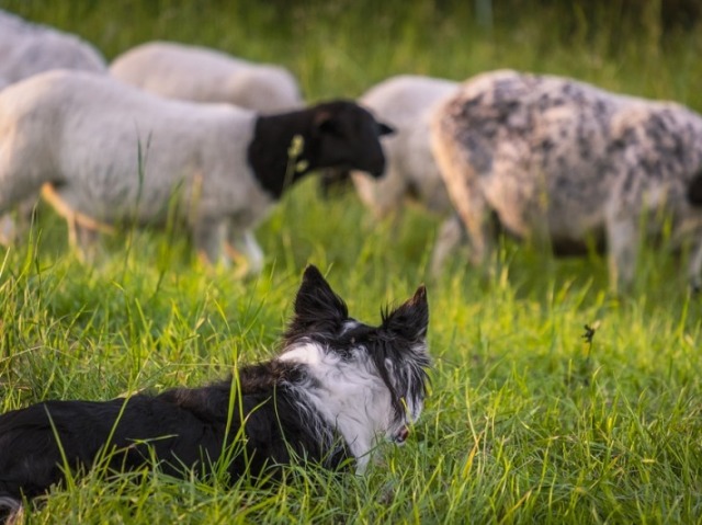 Cão de Pastoreio