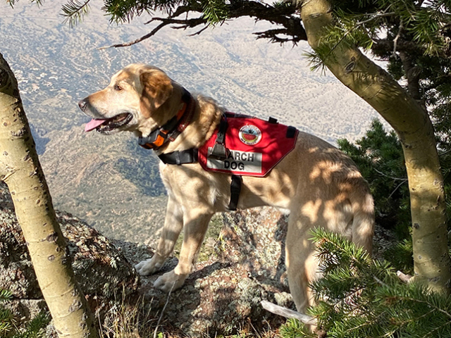 Cão de Busca e Resgate