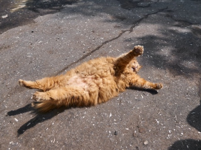 Gato, adora uma noite e uma festinha com mais gatos