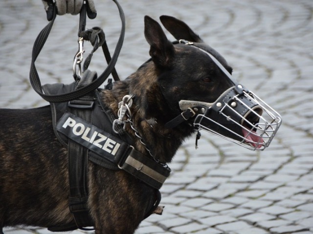 Cão Policial