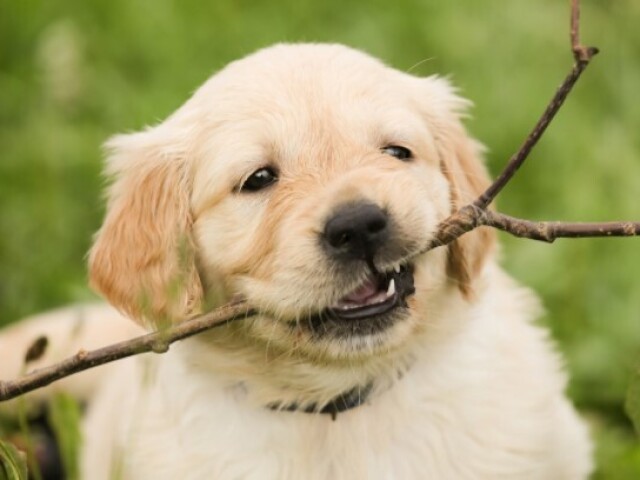 um cachorro, bem fofo e comportado de qualquer raça.