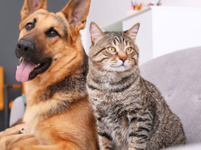 Um gato e um cachorro, o gato julga eu, e o cachorro ala sobre sua vida kkkk