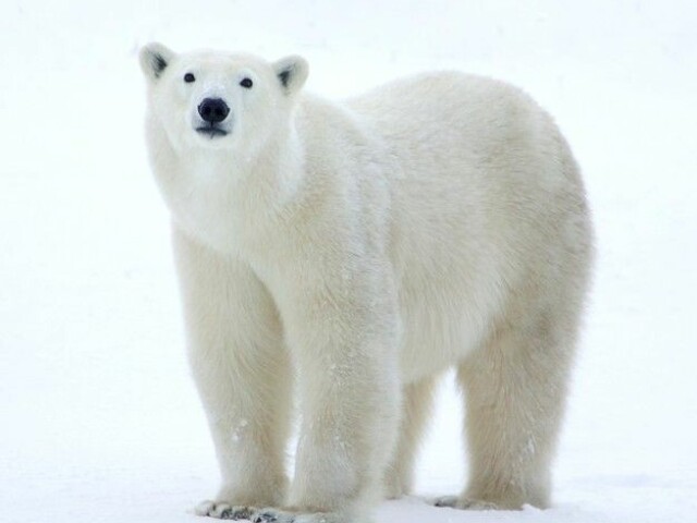 urso polar