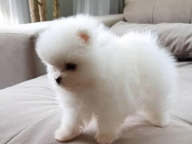 Lulu da Pomerânia