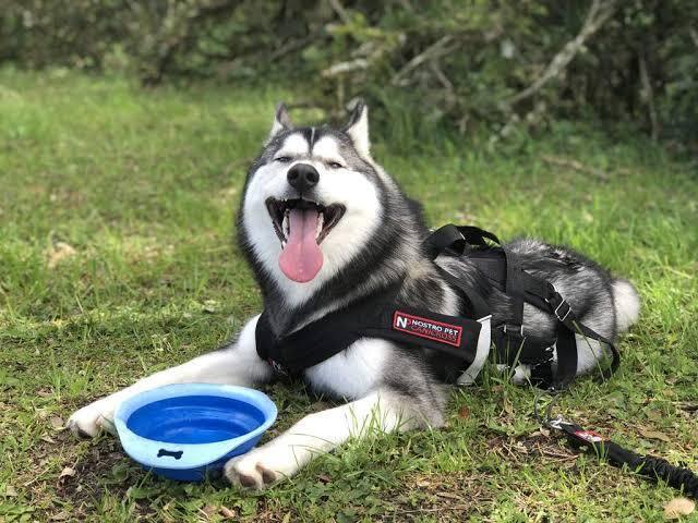 Husky Siberiano