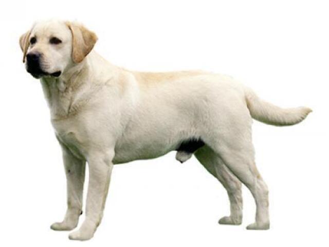 Labrador