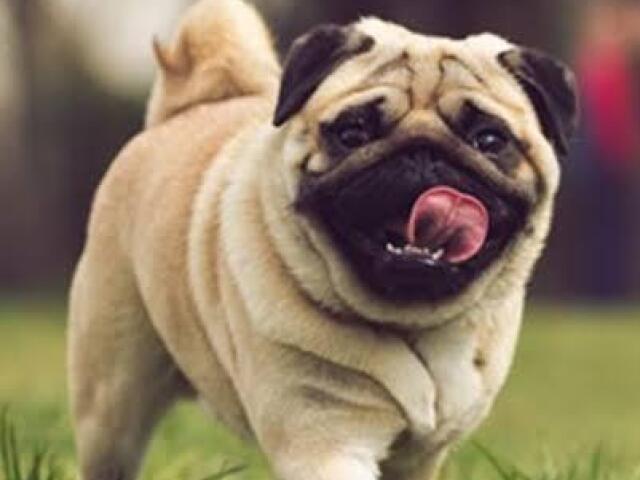 Pug