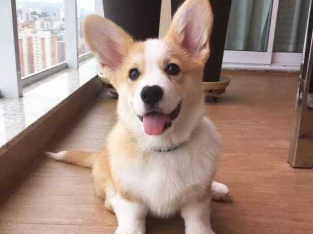 Corgi