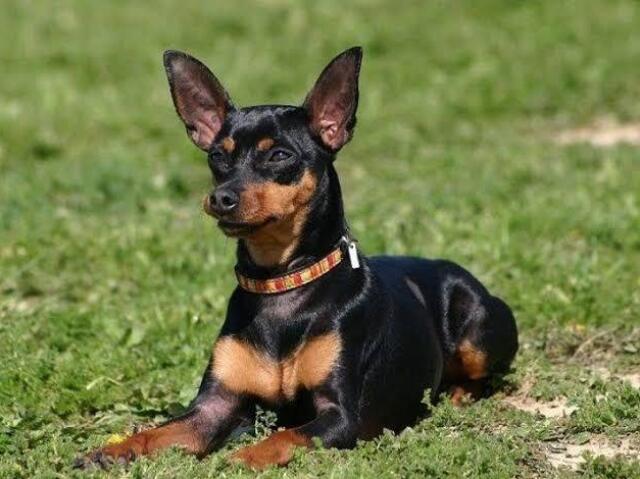 Pinscher