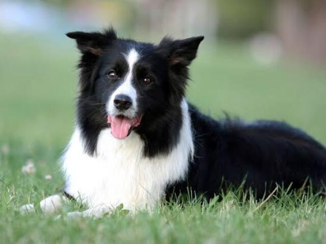 Border Collie