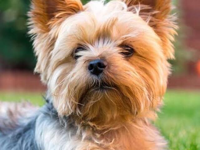 York Shire terrier