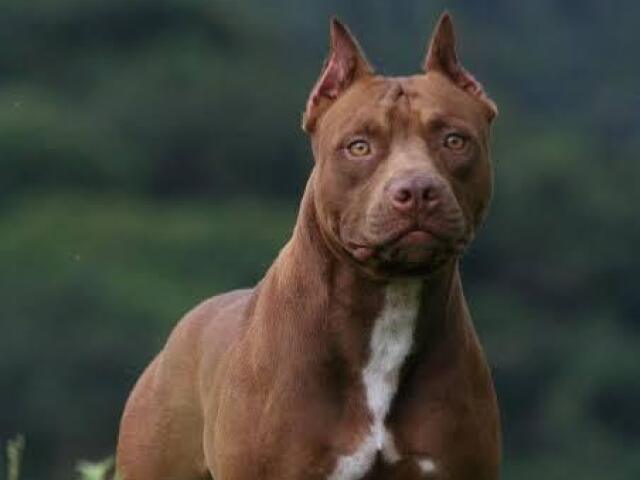 Pitbull