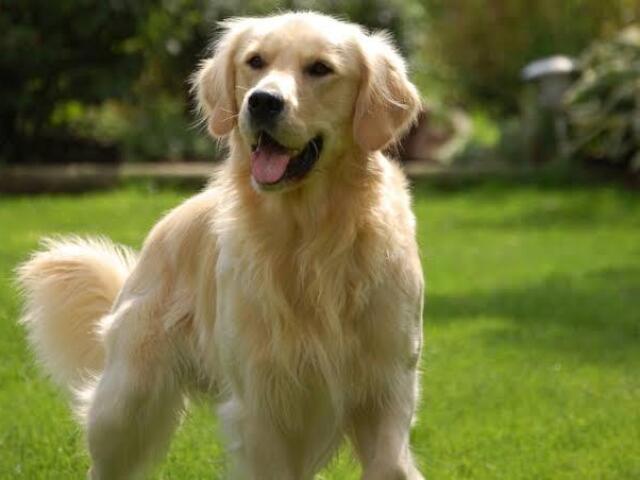 Golden retriever