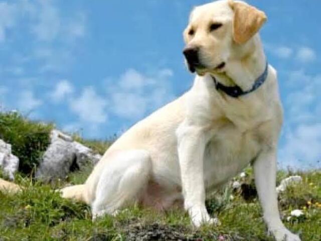 Labrador