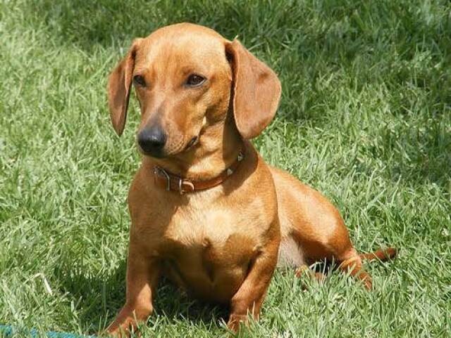 Dachshund