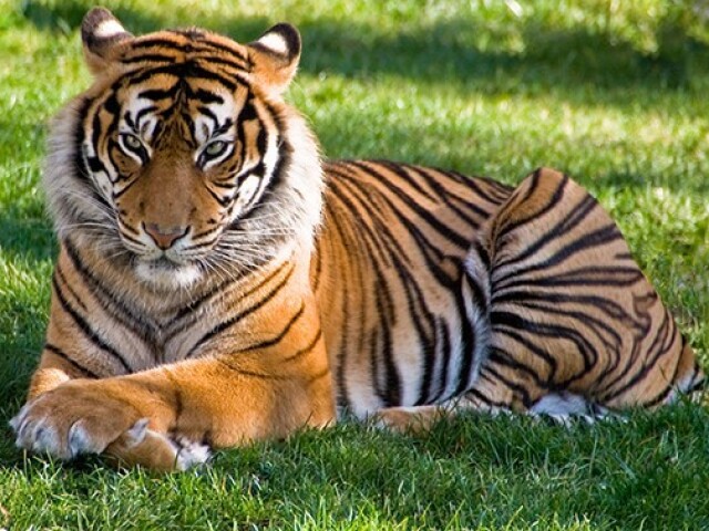 Tigre