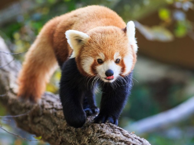 Panda vermelho