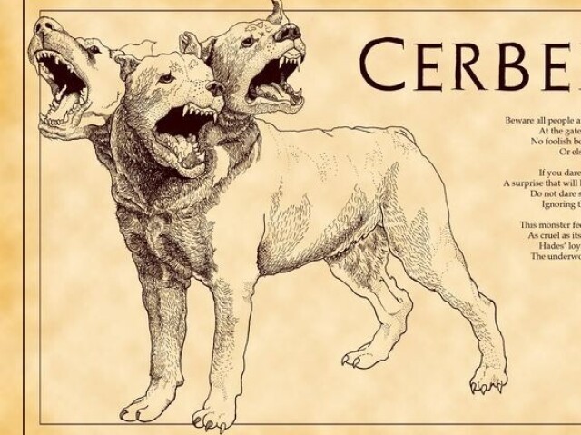 A • Ceberus