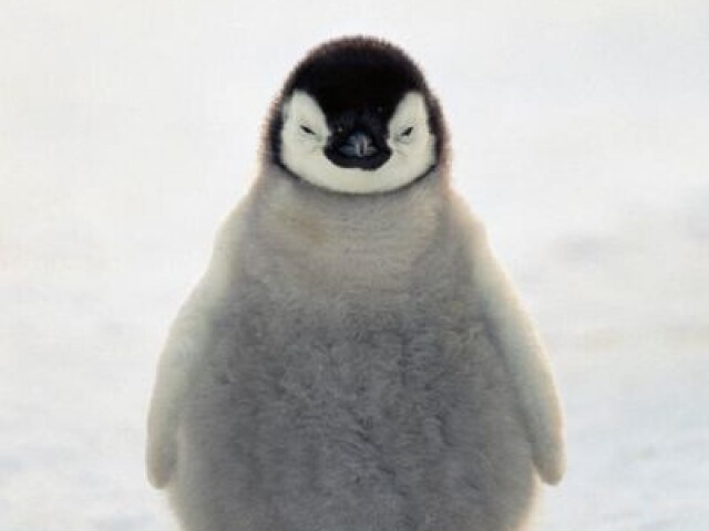 Pinguineo