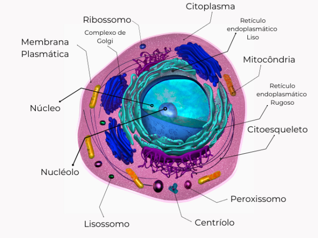 Célula 1