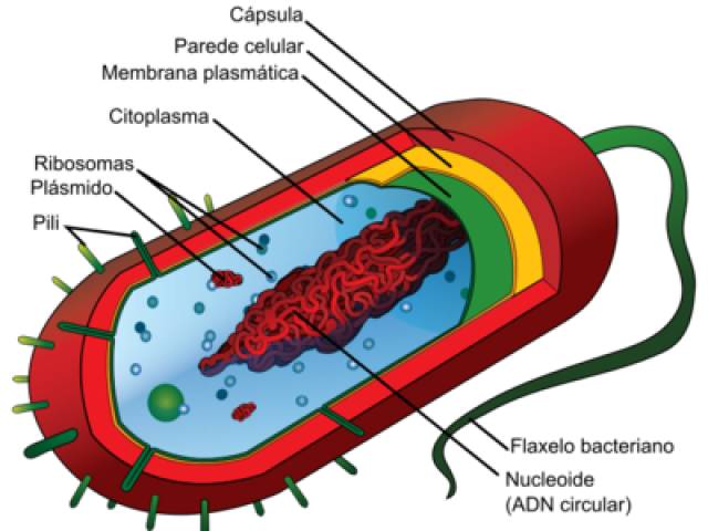 Bactéria