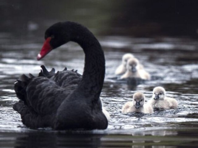 Cisne