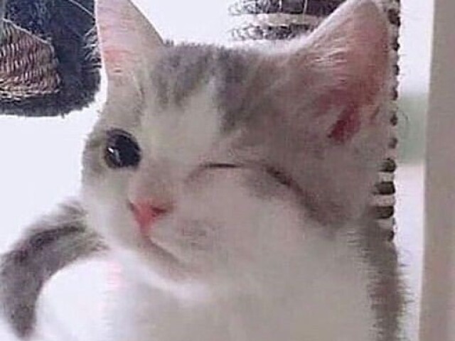 Gatinhos ( ââżâ )âĄ