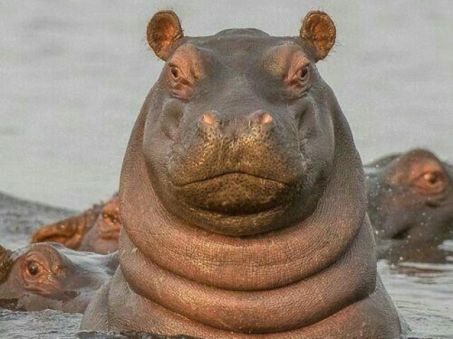 Helicóptero