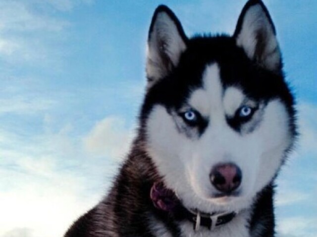 Cachorro