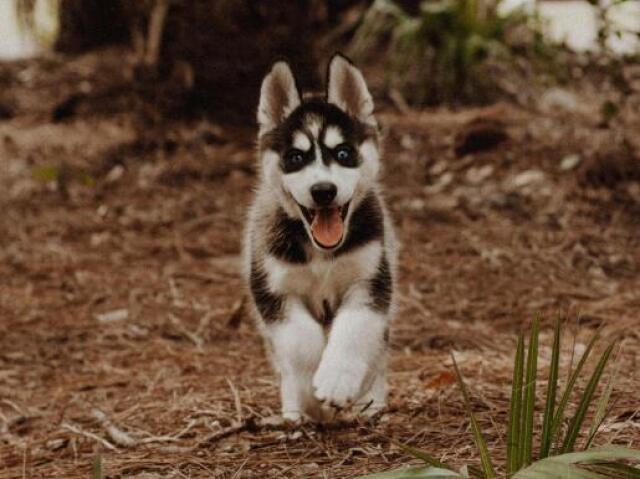 Husky