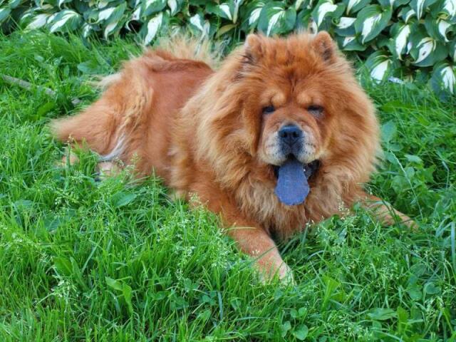 Chow-Chow