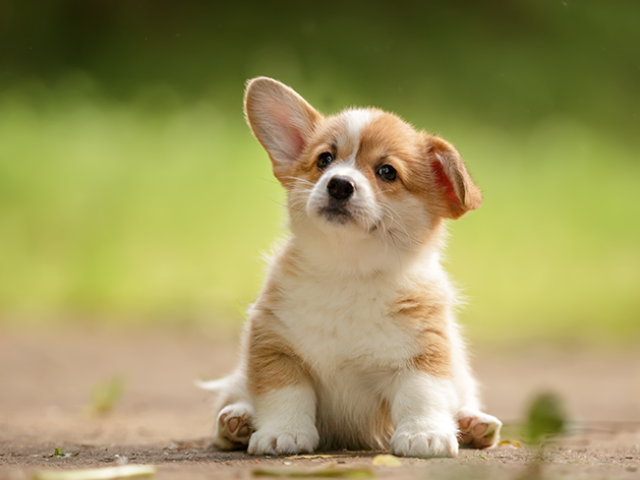 Corgi