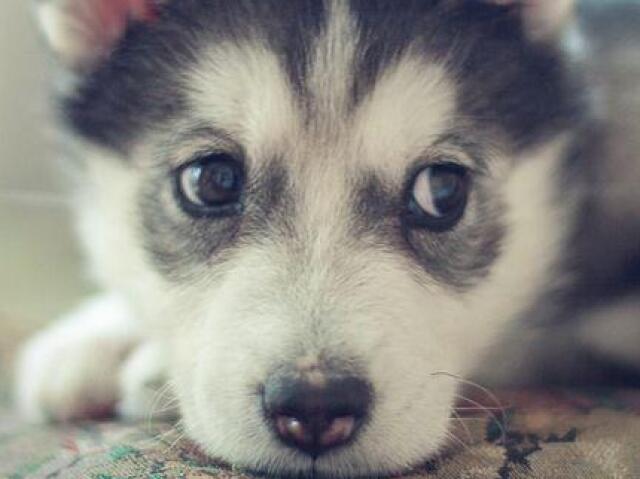 Husky