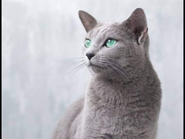 Russian blue