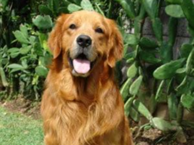 Golden Retriever