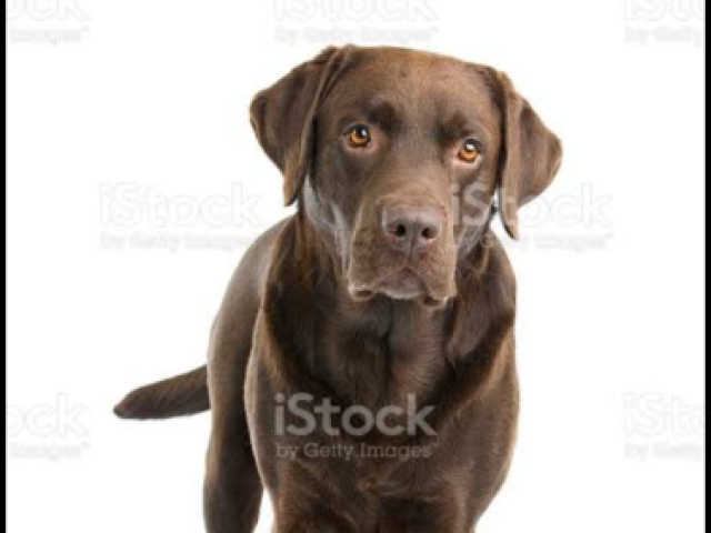 Labrador