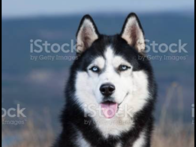 Husky siberiano