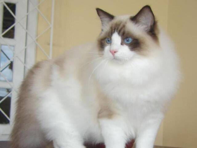 Ragdoll