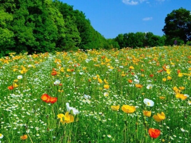 primavera