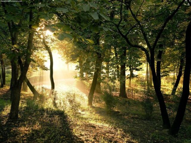 ๐Na floresta๐