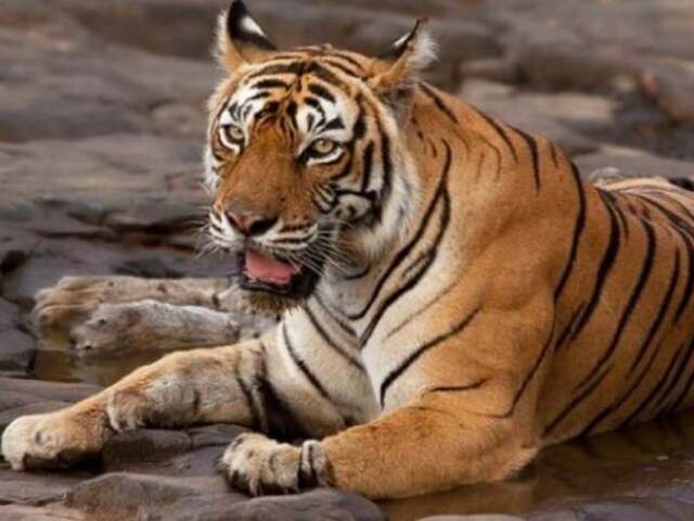 Tigre