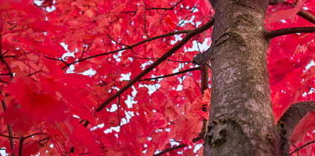 vermelho