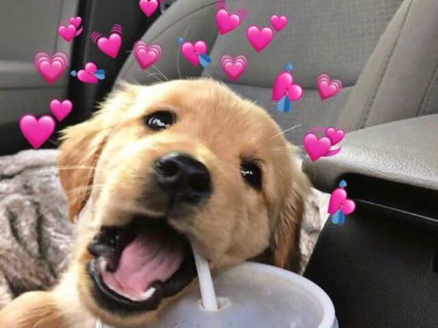 cachorro