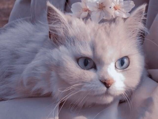 gato