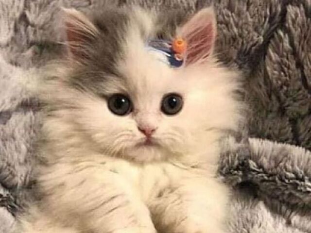 Descubra qual raça de gato é ideal para você!