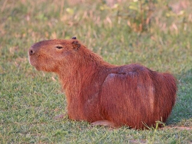 Capivara