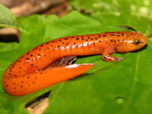 Salamandra