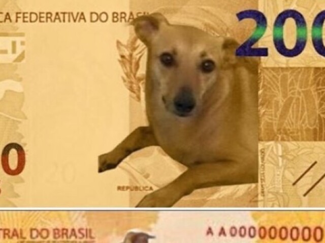 cachorro caramelo