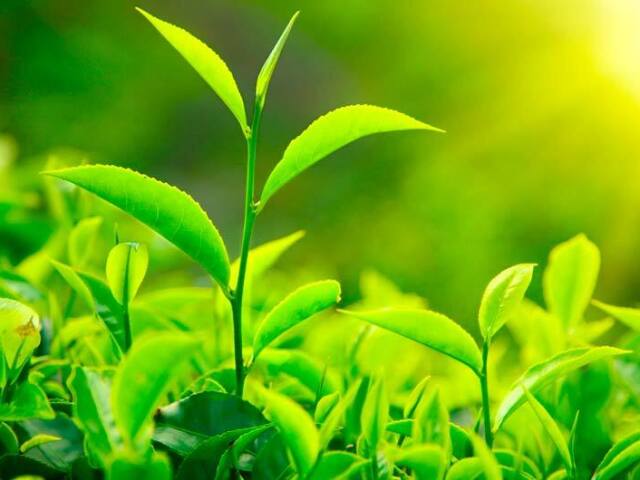 Planta
