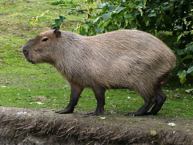 Capivara